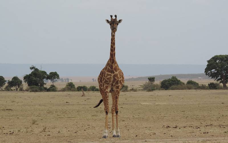 Masai Mara, Buschfrühstück