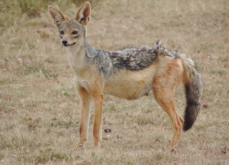 Masai Mara, Buschfrühstück