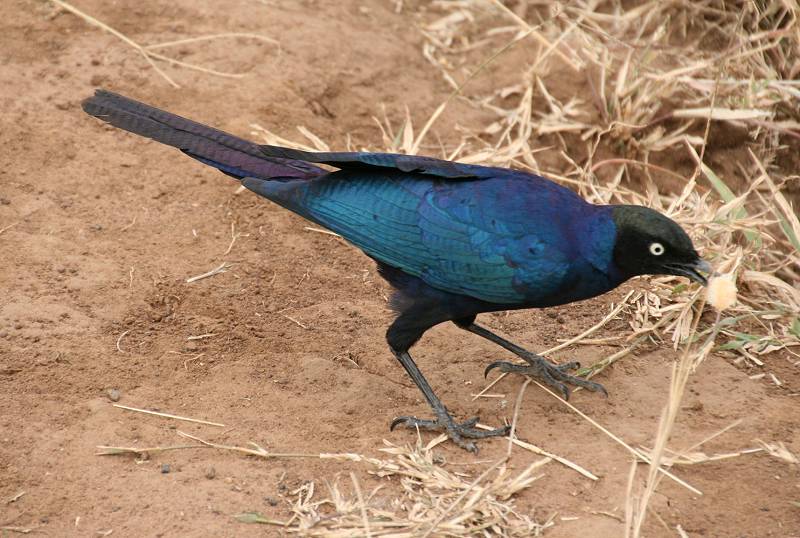 Masai Mara, Buschfrühstück