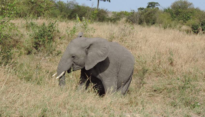 Masai Mara, Bush Breakfast