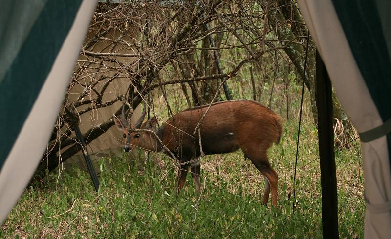 Mara Bush Camp, Sunworld