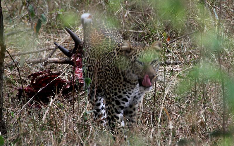 Leopard, Masai Mara