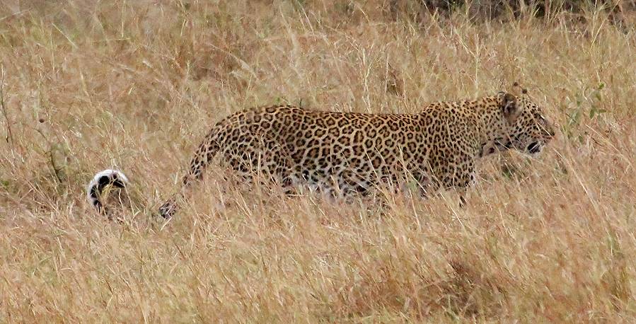 Masai Mara, Leopard