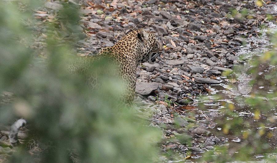 Masai Mara, Leopard