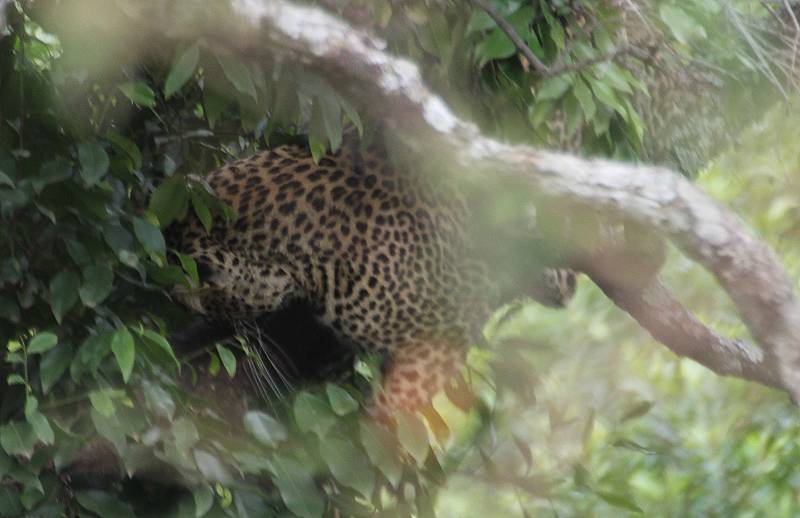 Leopard, Masai Mara