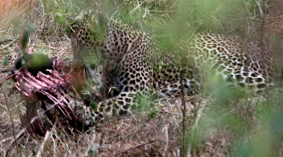 Leopard, Masai Mara