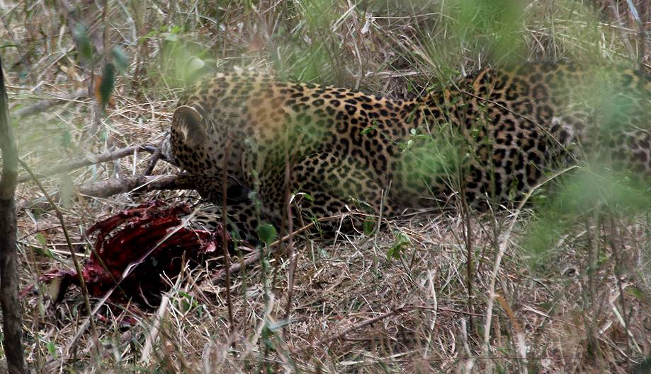 Leopard, Masai Mara