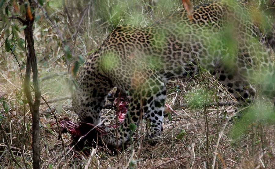 Leopard, Masai Mara