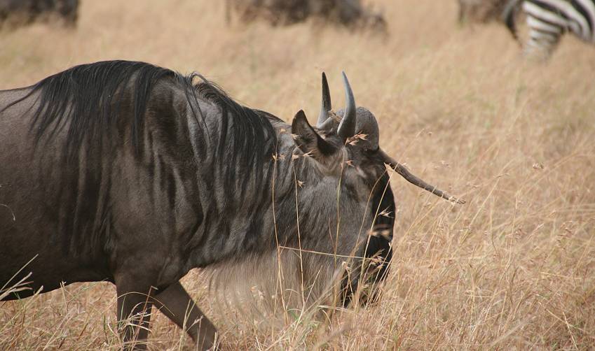 Masai Mara