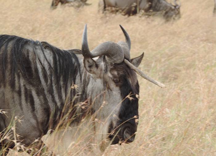 Masai Mara