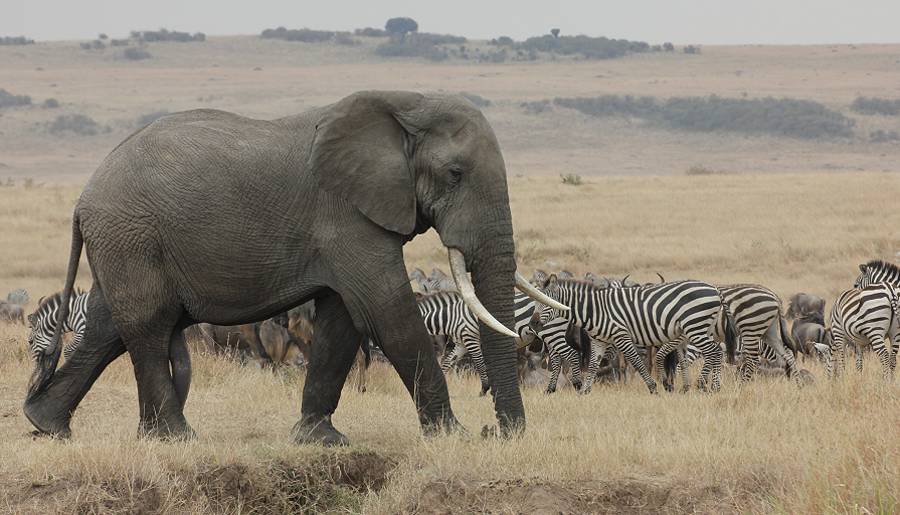 Masai Mara, Elefanten