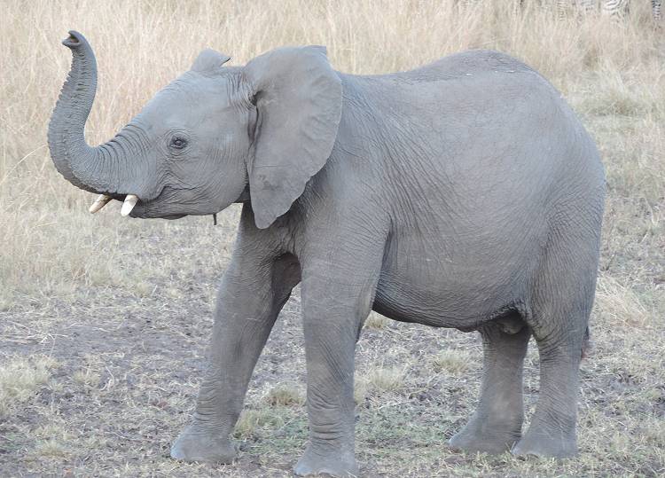 Masai Mara, Elefanten