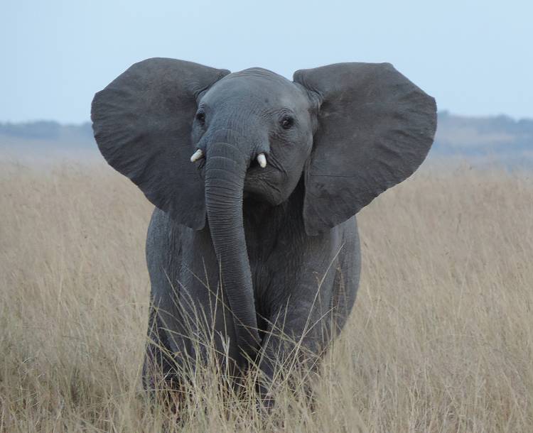 Masai Mara, Elefanten