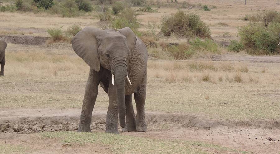 Masai Mara, Elefanten