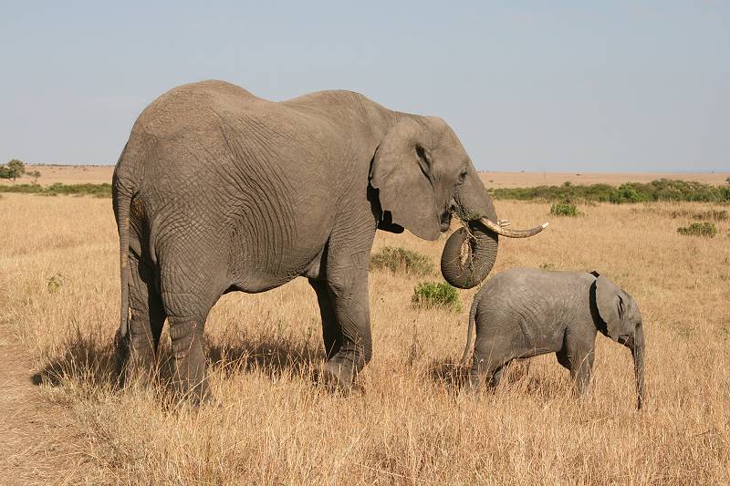 Masai Mara, Elefanten