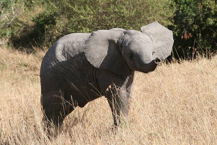 Masai Mara, Elefanten