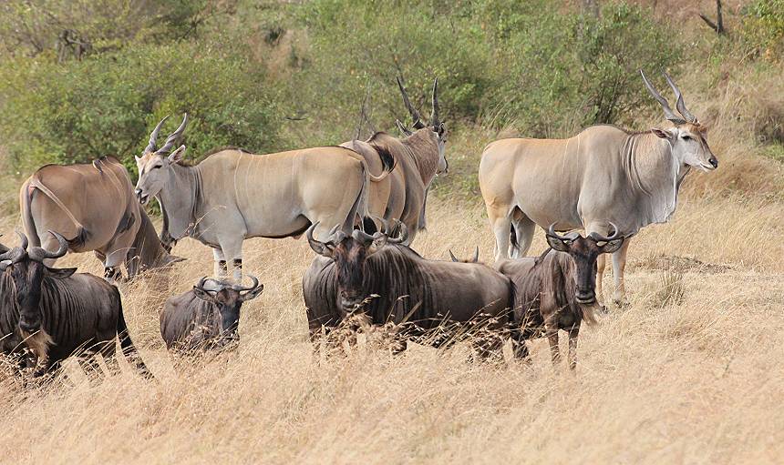 Masai Mara