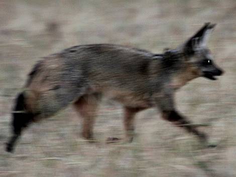 Masai Mara, Löffelhund