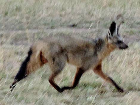 Masai Mara, Löffelhund