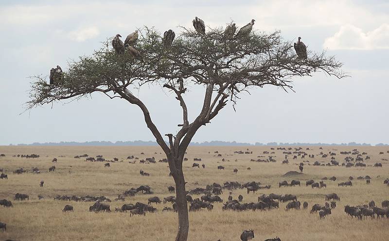 Masai Mara, Geier