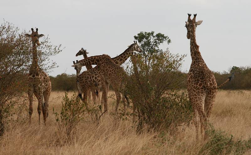 Masai Mara, Giraffen