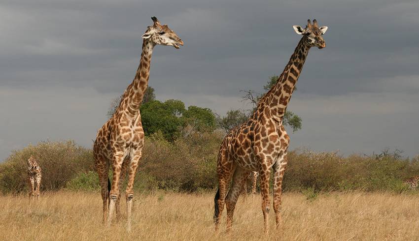 Masai Mara, Giraffen