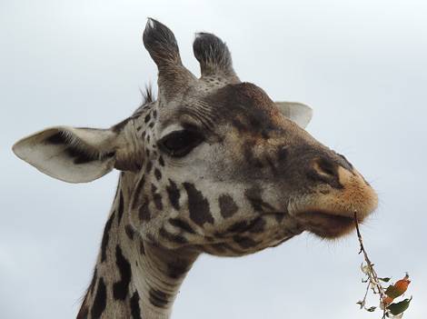 Masai Mara, Giraffen