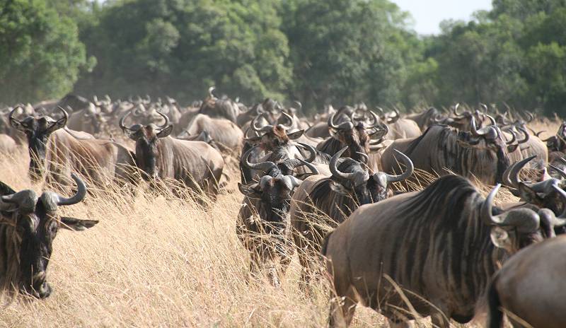 Masai Mara, Gnus