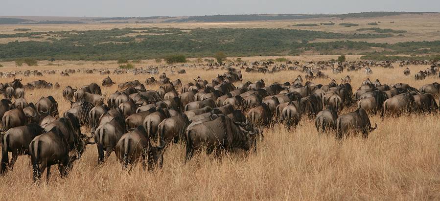 Masai Mara