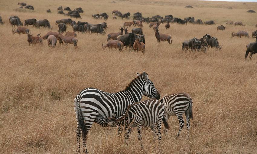 Masai Mara