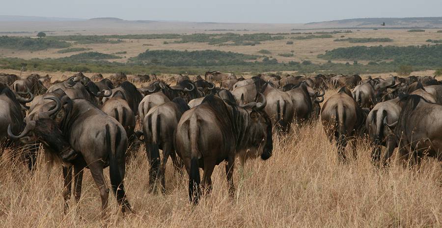 Masai Mara