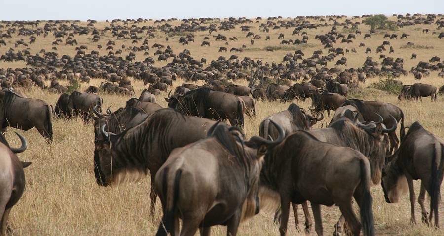 Masai Mara