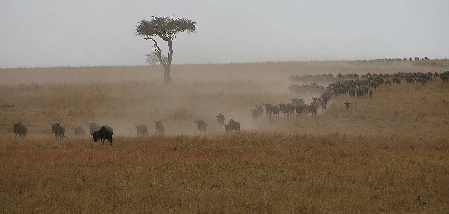 Masai Mara