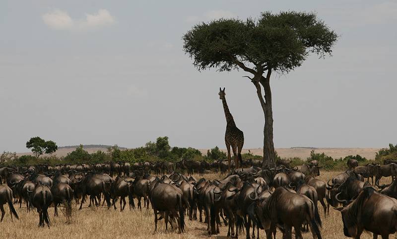 Masai Mara