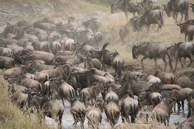 Masai Mara