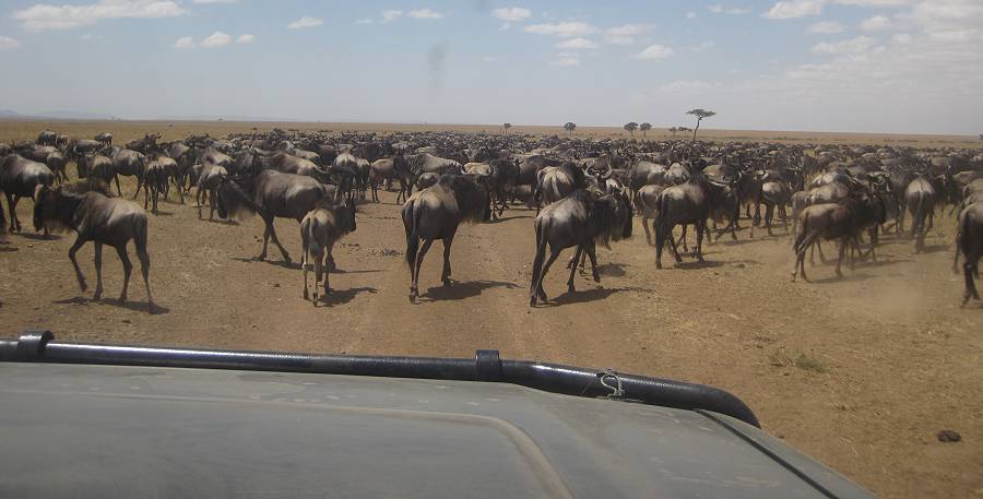 Masai Mara