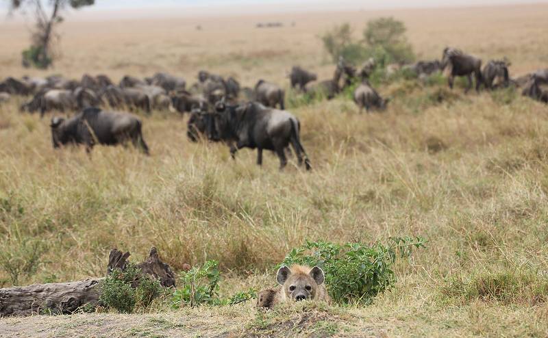 Masai Mara, Hyänen