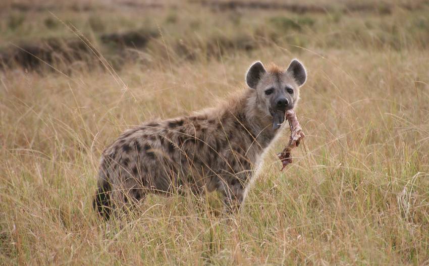 Masai Mara, Tüpfelhyänen
