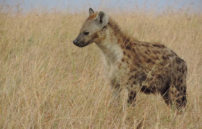 Masai Mara, Tüpfelhyänen
