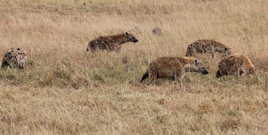 Masai Mara