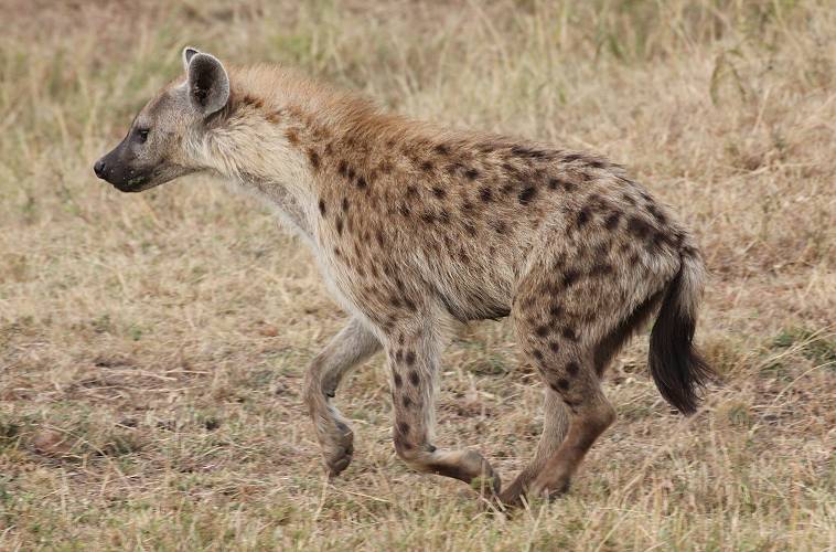 Masai Mara