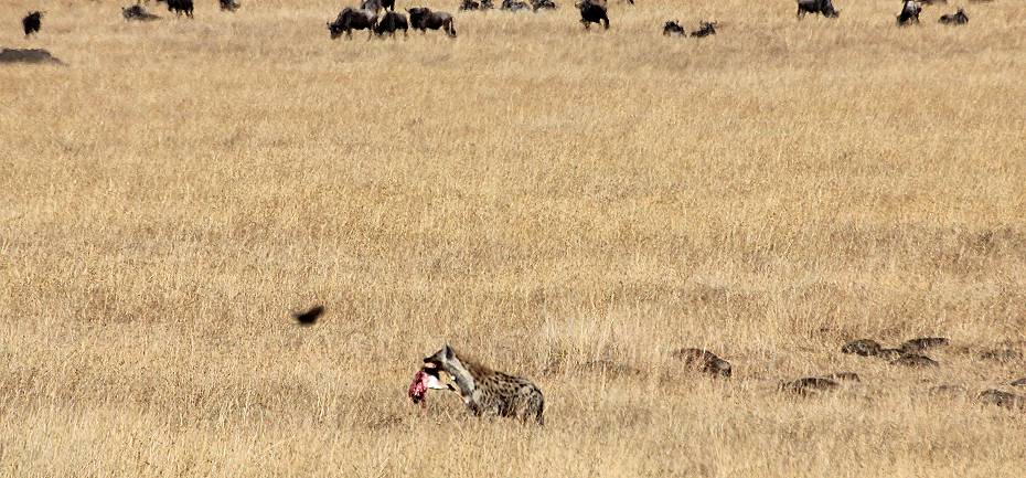 Masai Mara, Tüpfelhyänen