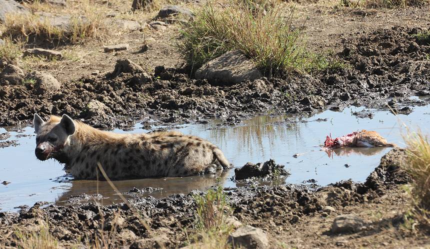 Masai Mara, Tüpfelhyänen