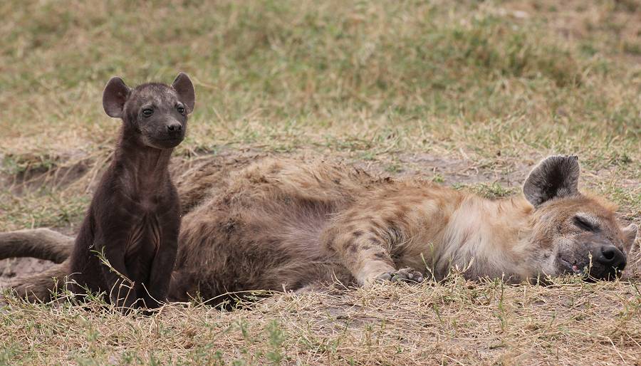 Masai Mara, Hyänen
