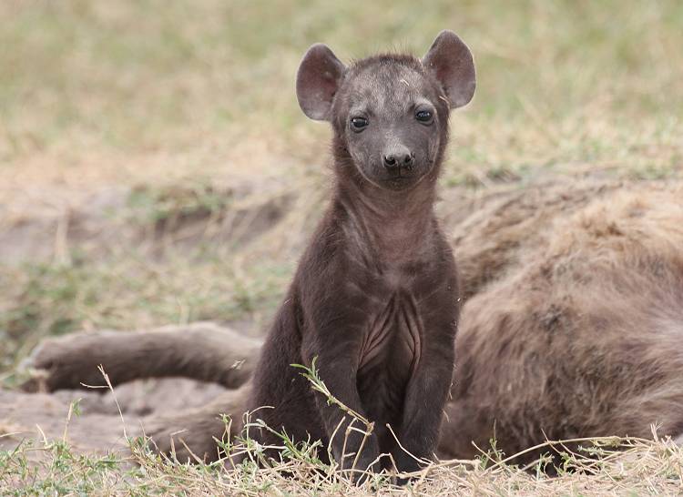 Masai Mara, Hyänen