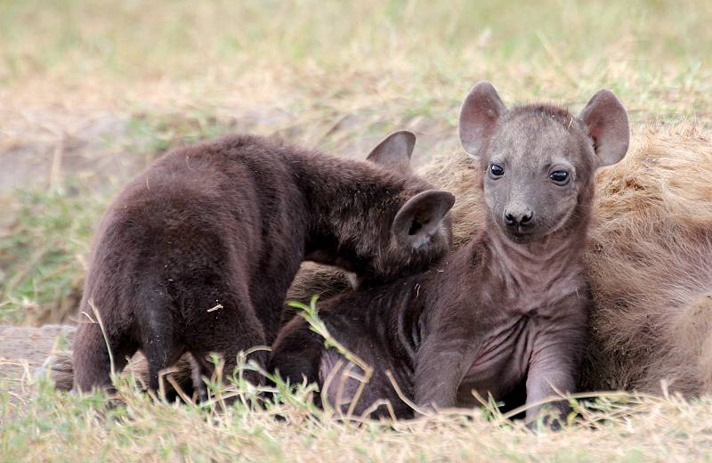 Masai Mara, Hyänen