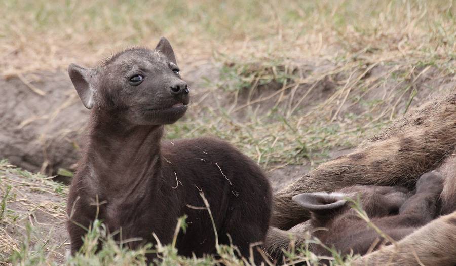 Masai Mara, Hyänen