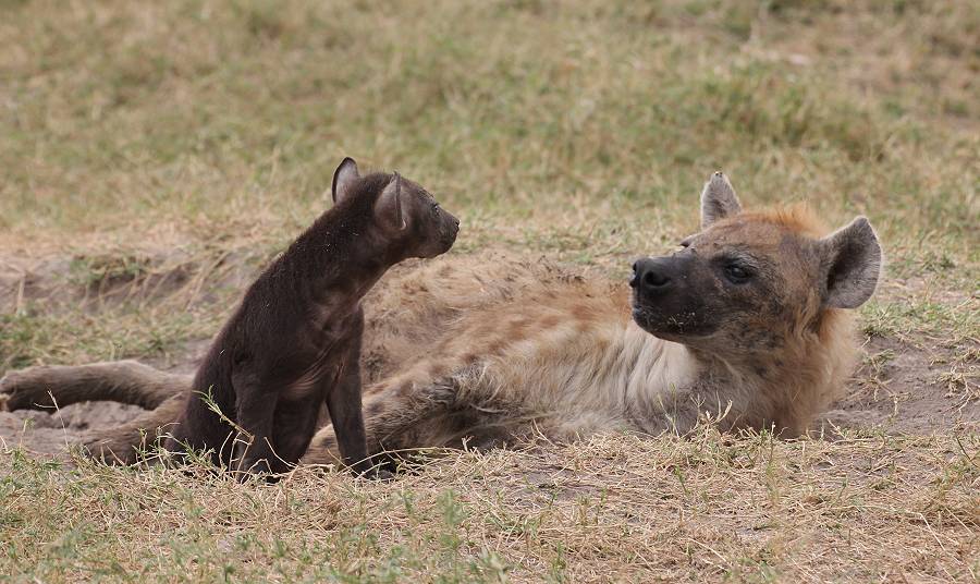 Masai Mara, Hyänen