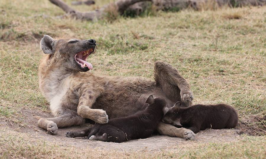 Masai Mara, Hyänen