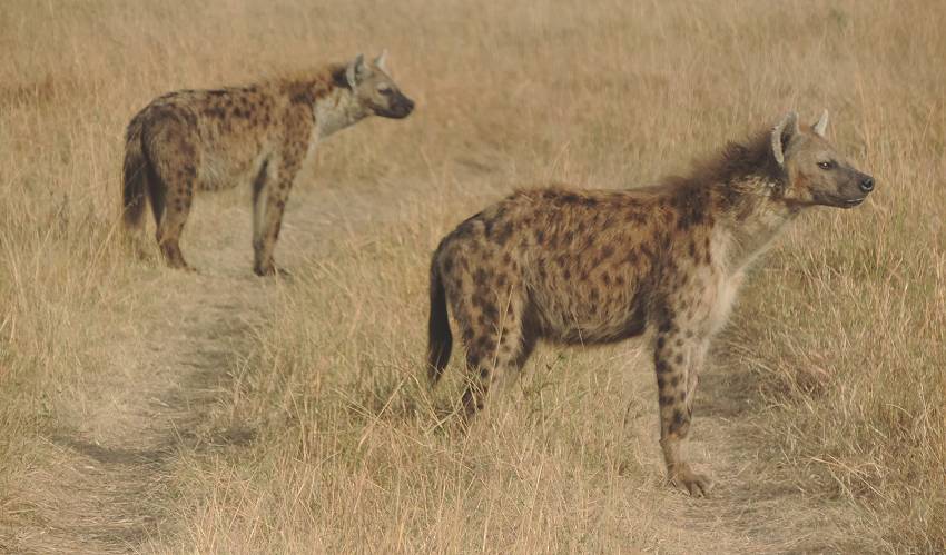 Masai Mara, Tüpfelhyänen